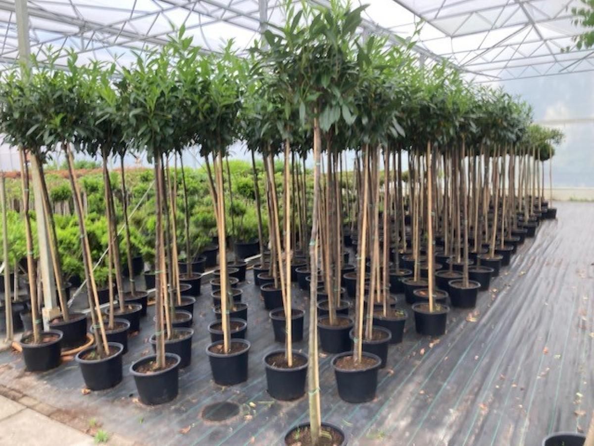 Prunus l. 'Caucasica', bol, D 36