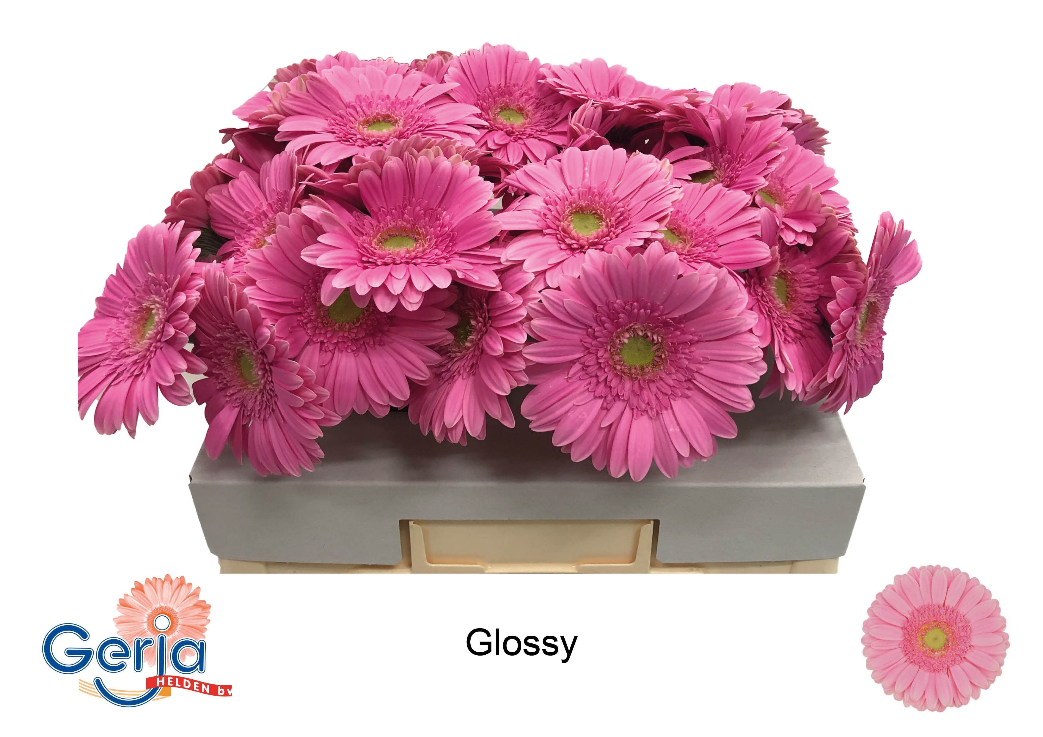 Гербера Глосси (роз.), шт.