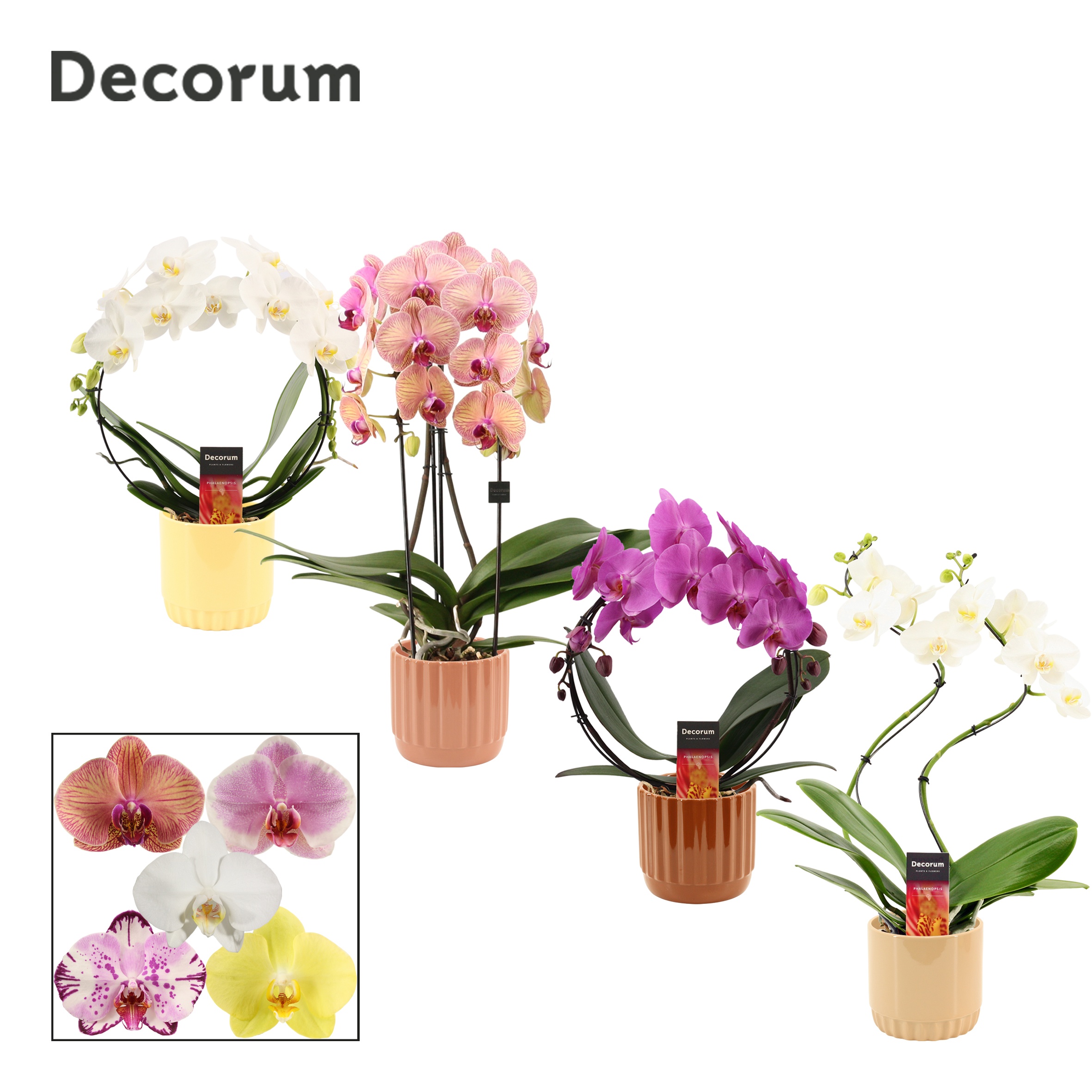 Phalaenopsis vormen mix 2 tak in Liam (Coffee blend-collection), D 12 cm