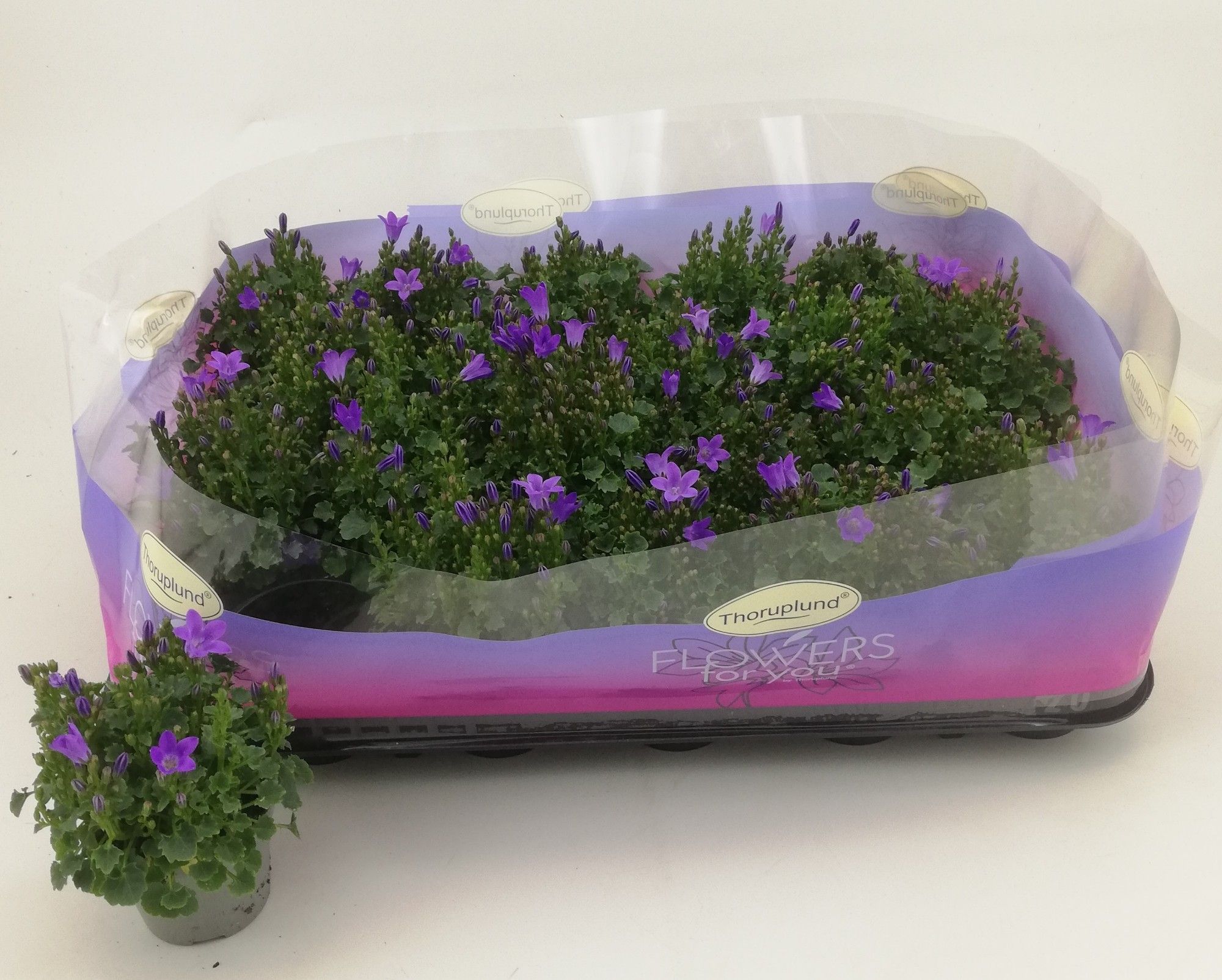 CAMP PORT OCEAN, D 11