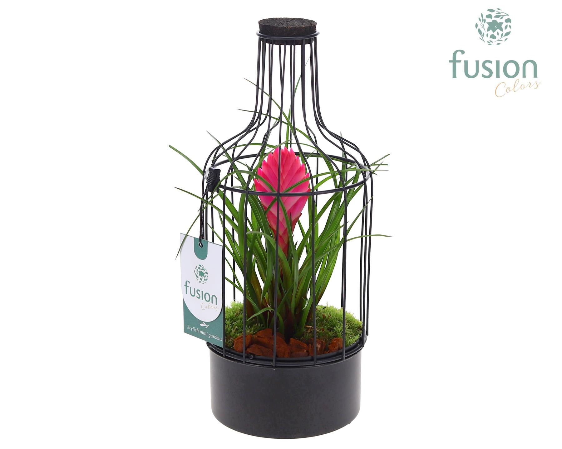 Metaal fles zwart Small met Tillandsia, D 13