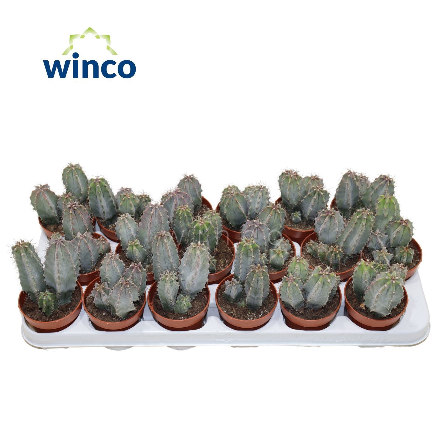 Polaskia Chichipe, D 8,5