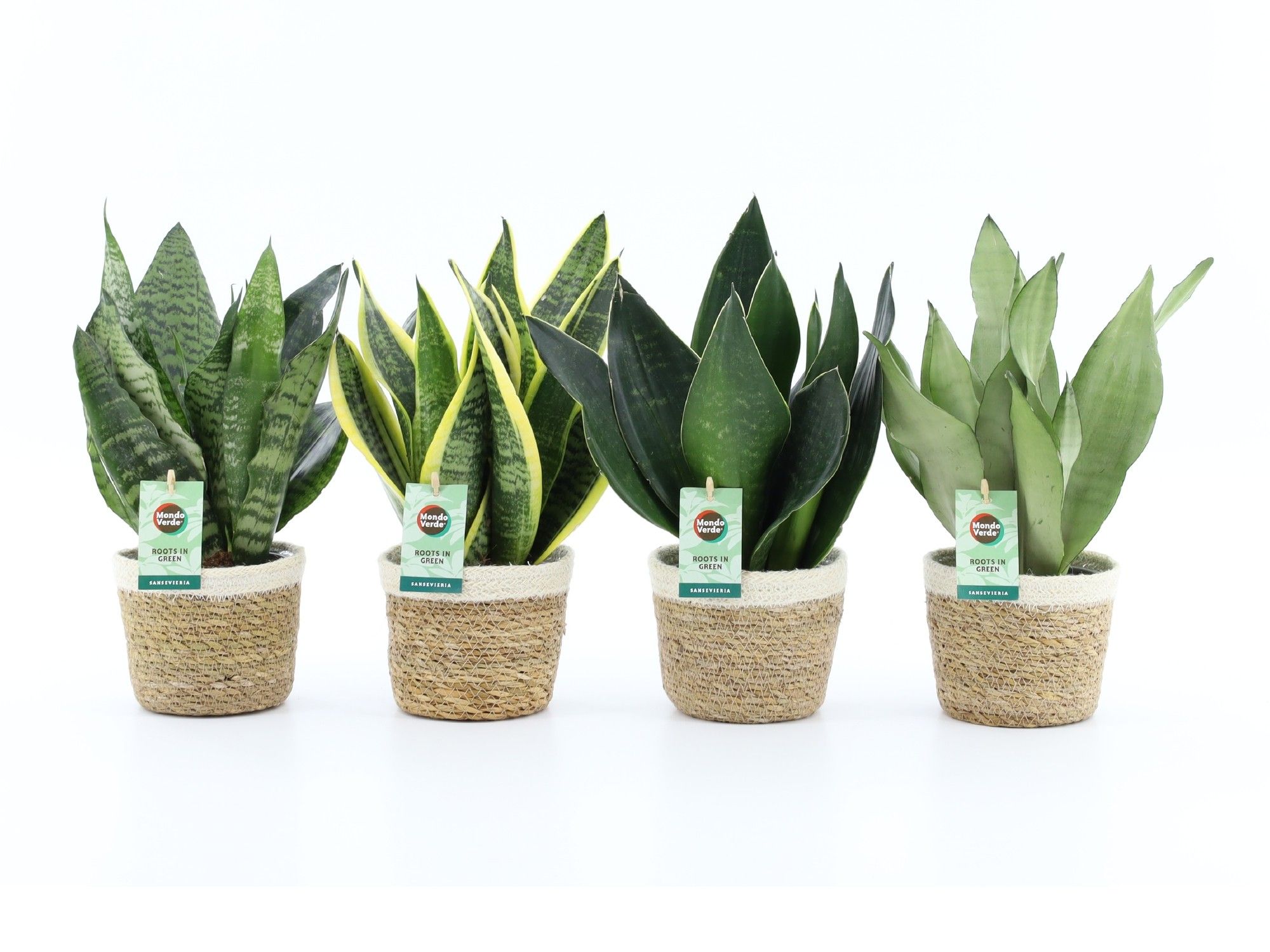 Sansevieria Mix in Noah Korb, D 14