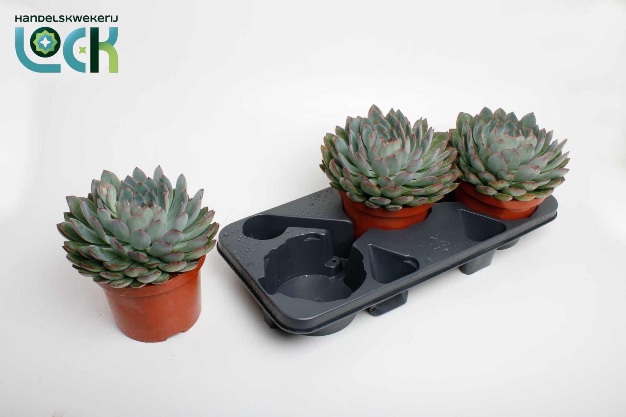 Echeveria Pelisuda, D 17