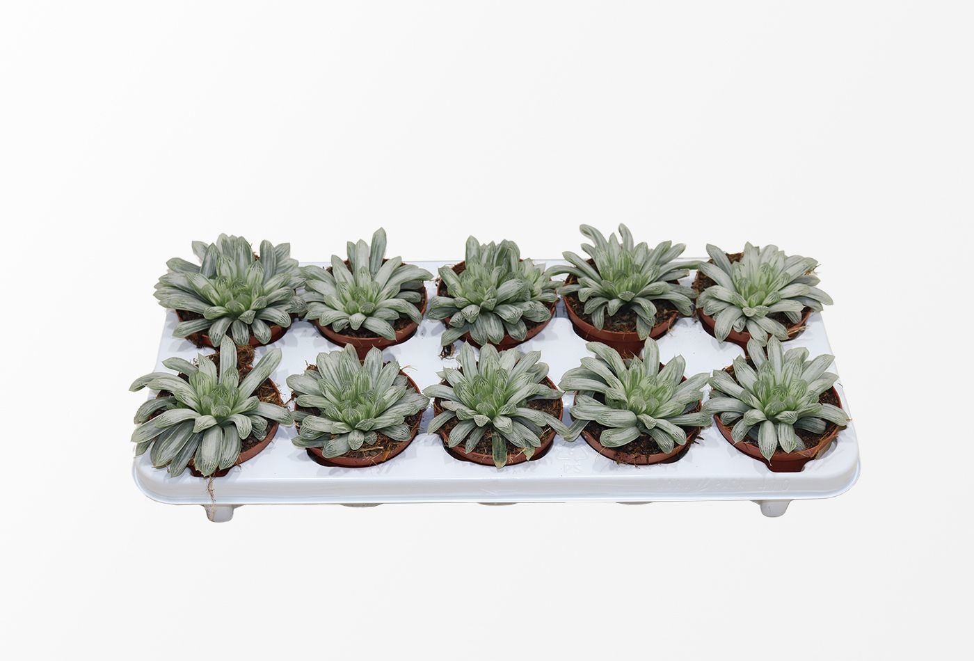 Haworthia Cymbiformis "White Tiger", D 10,5 cm