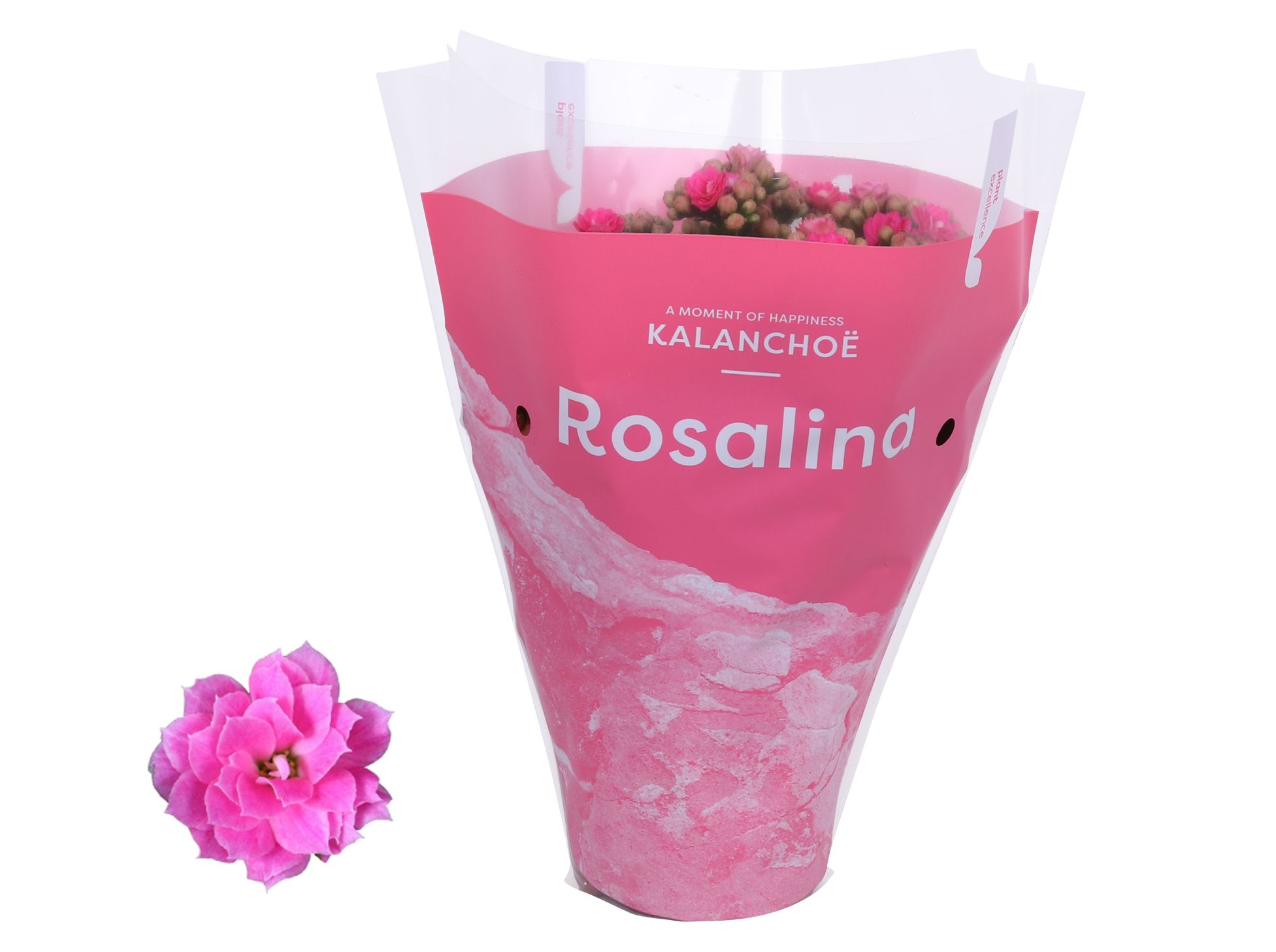Kalanchoe Rosalina 12cm TST Don Nando, Roze hoes, D 12