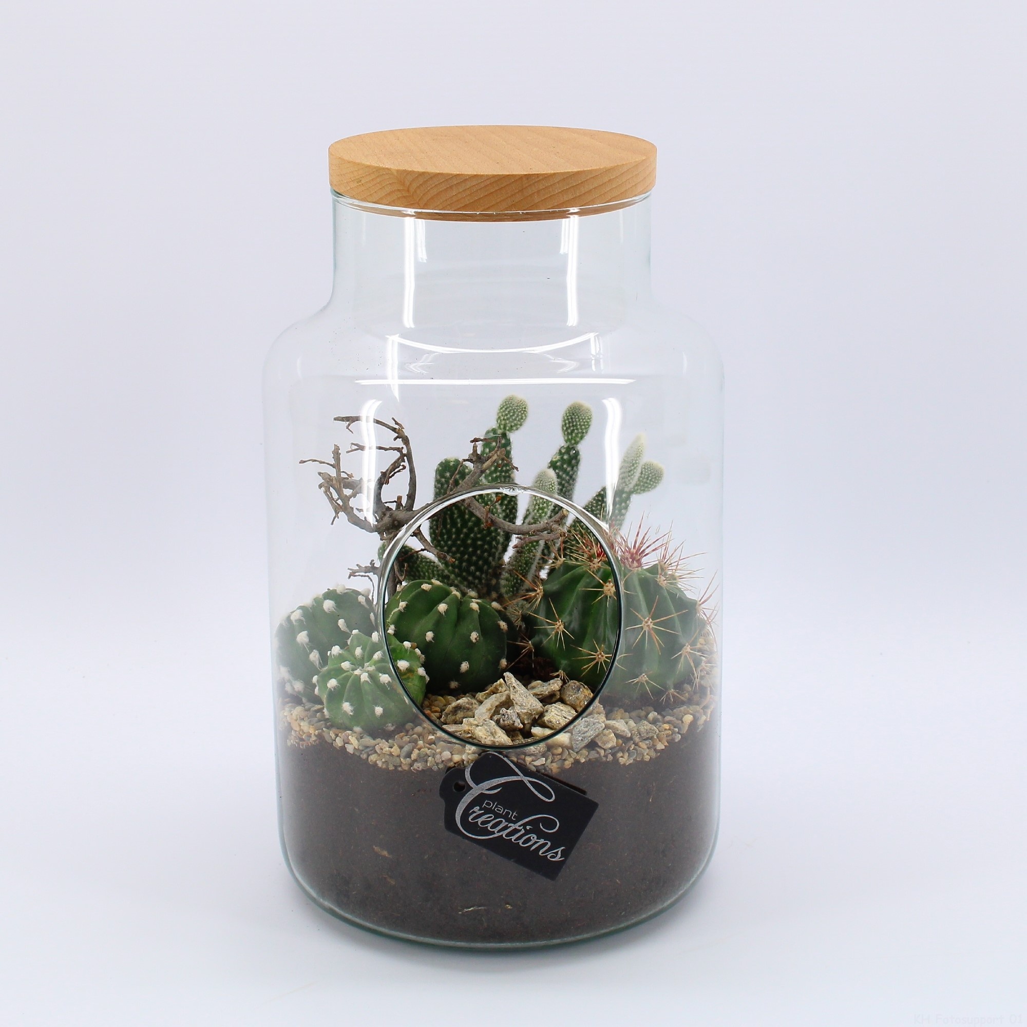 CTCR-2634 Cactus Essentials Terrarium, D 19