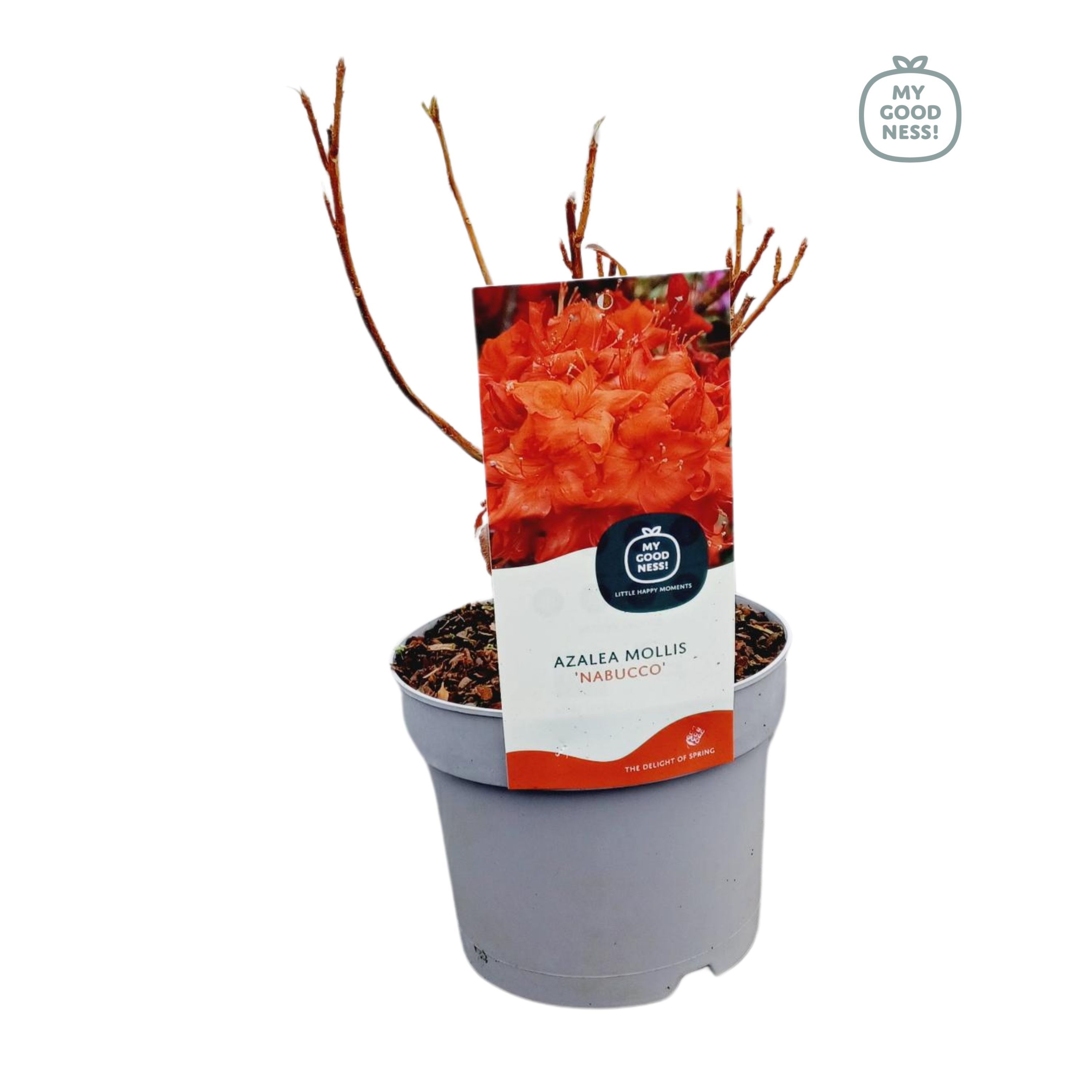 Azalea Mollis 40 /C2 'Nabucco', D 17