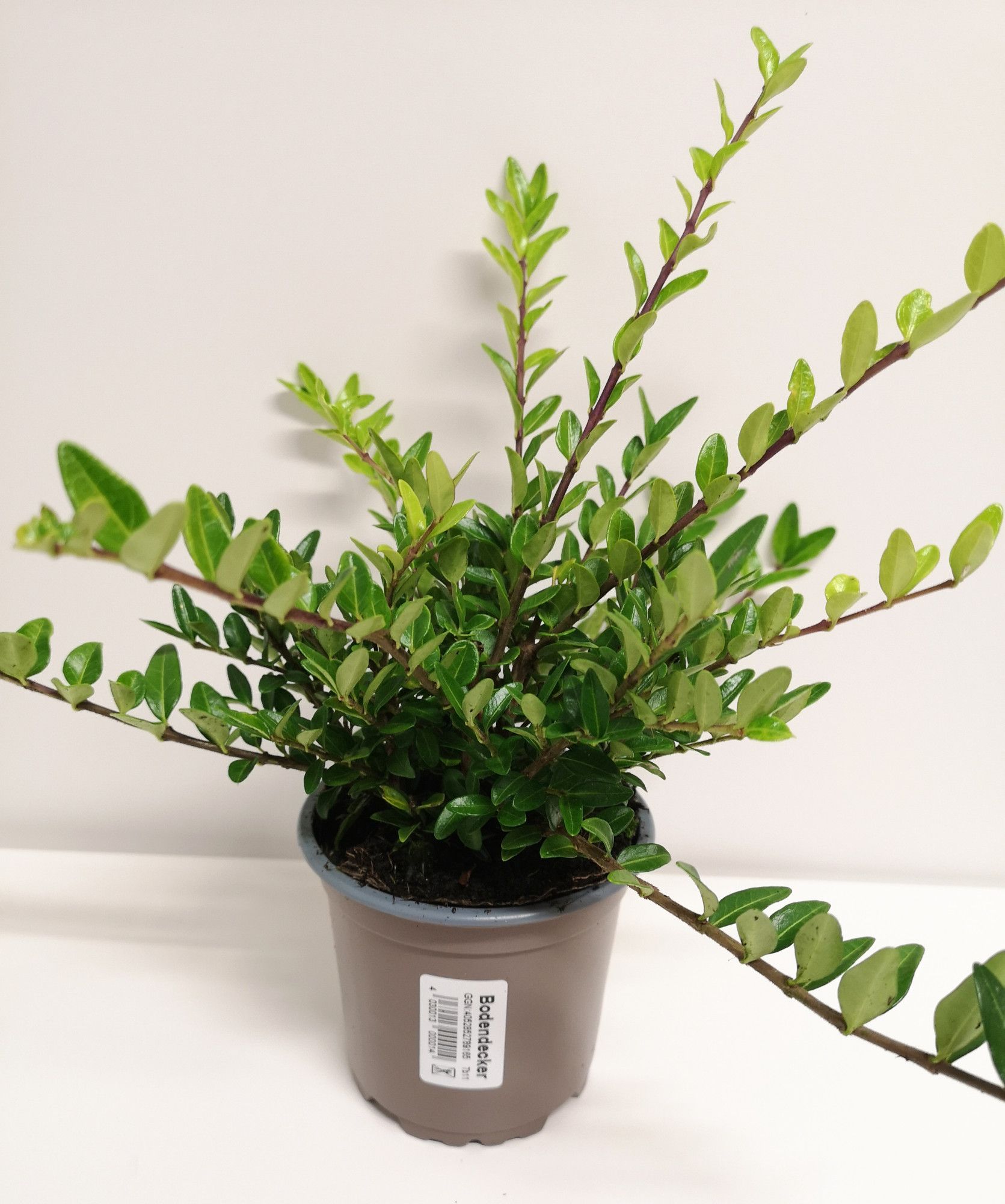 Lonicera nit. 'Maigrün', D 11