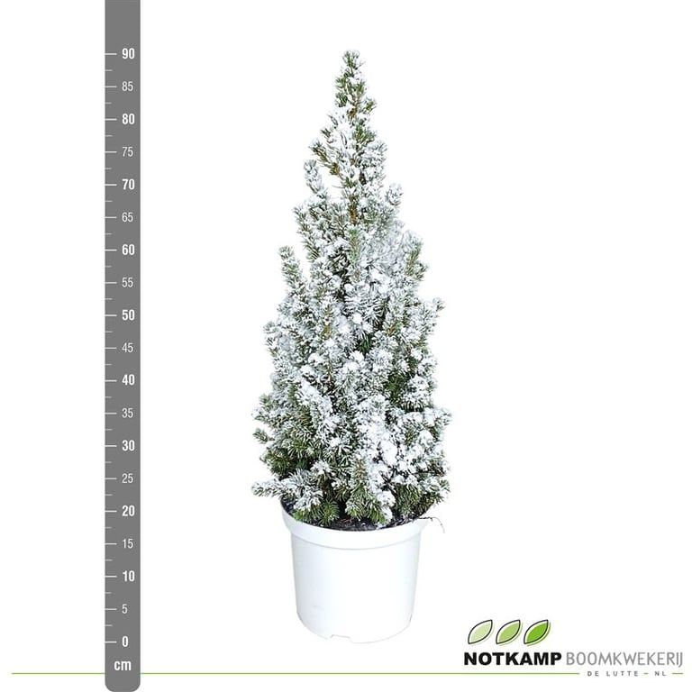 Picea gl. 'Conica' 60-70 cm Wit ( 80-90 cm ) Besneeuwd, D 23 cm