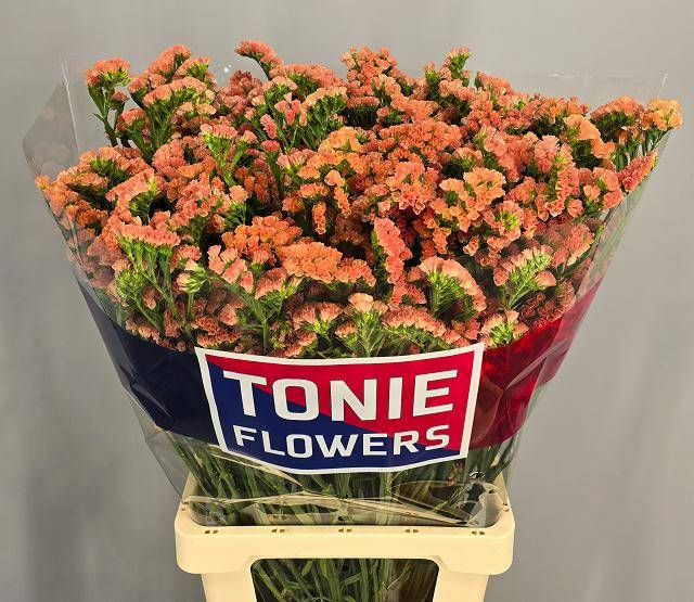 Статица Роял Оранж 80, шт.