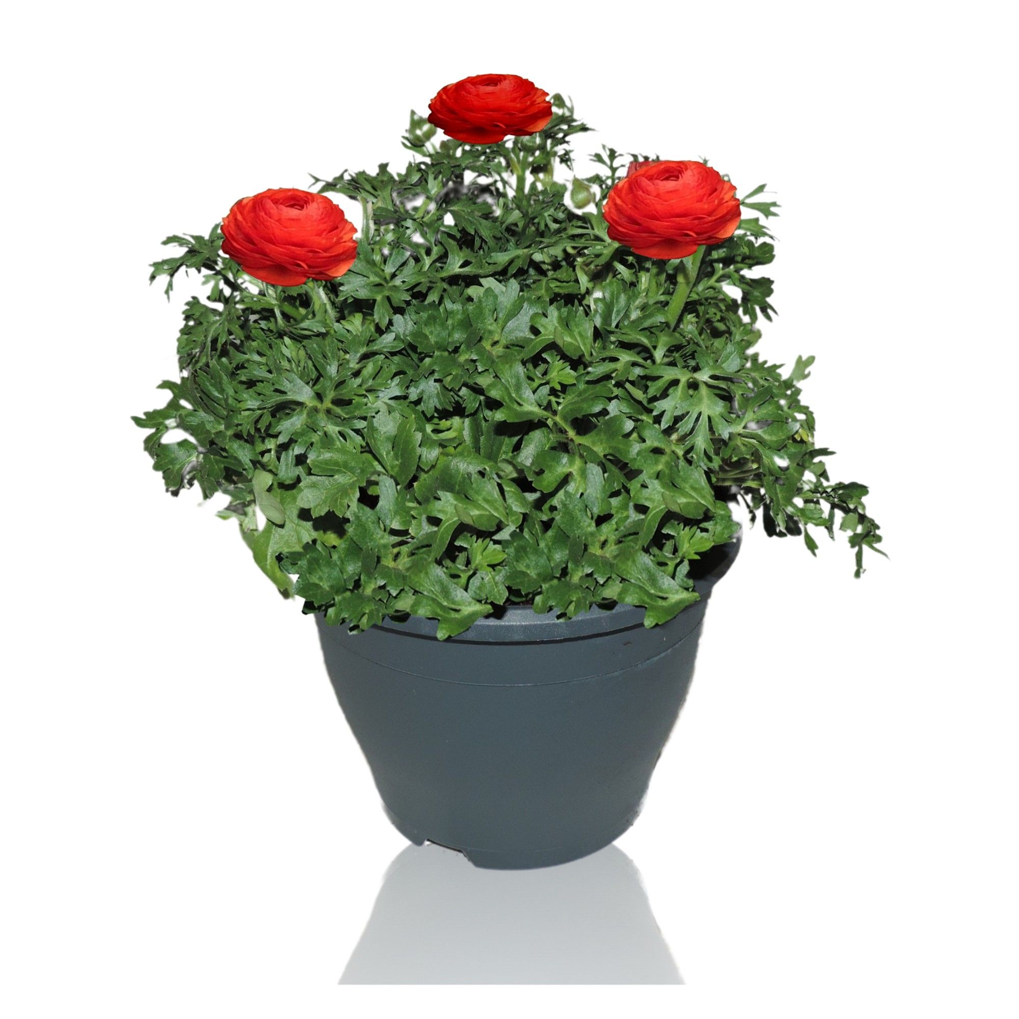 Ranunculus Sprinkles Patiopot 19 cm Rood, D 19