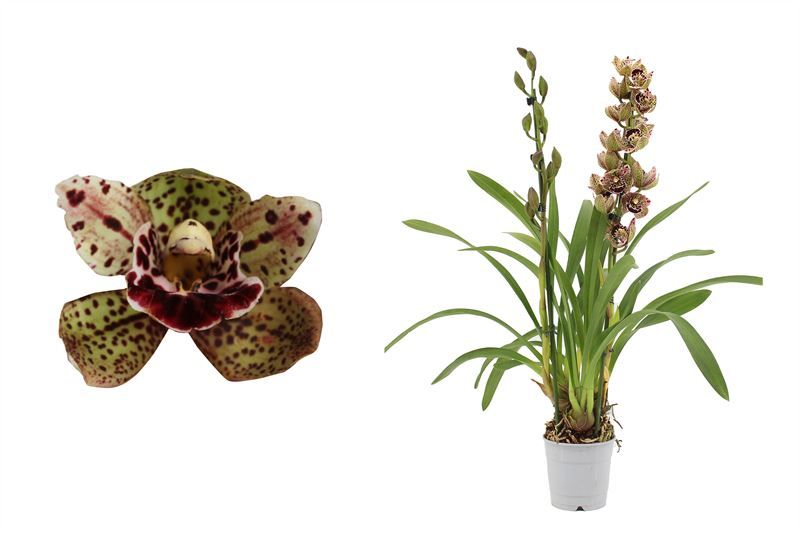 Cymbidium p12 Magic Bird 2T10+, D 12