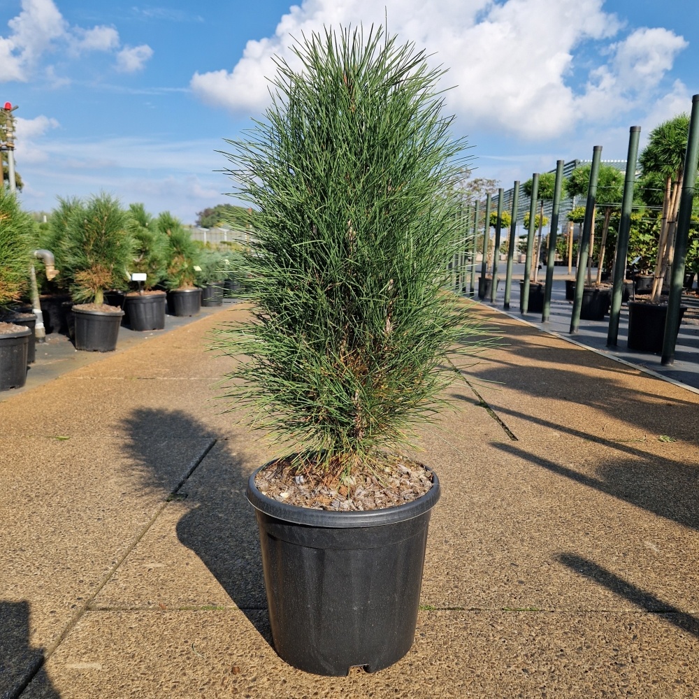 Pinus nigra 'Green Tower', D 31 cm