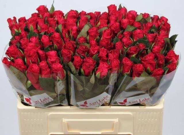Роза од. Такази+ 50, шт. Роза од. Такази+ 50, шт.