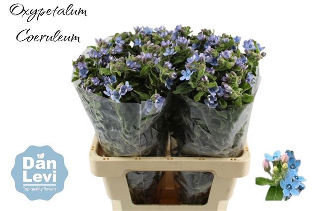 Оксипеталум Таниока Пьюр Блю 60 (голуб.), шт.