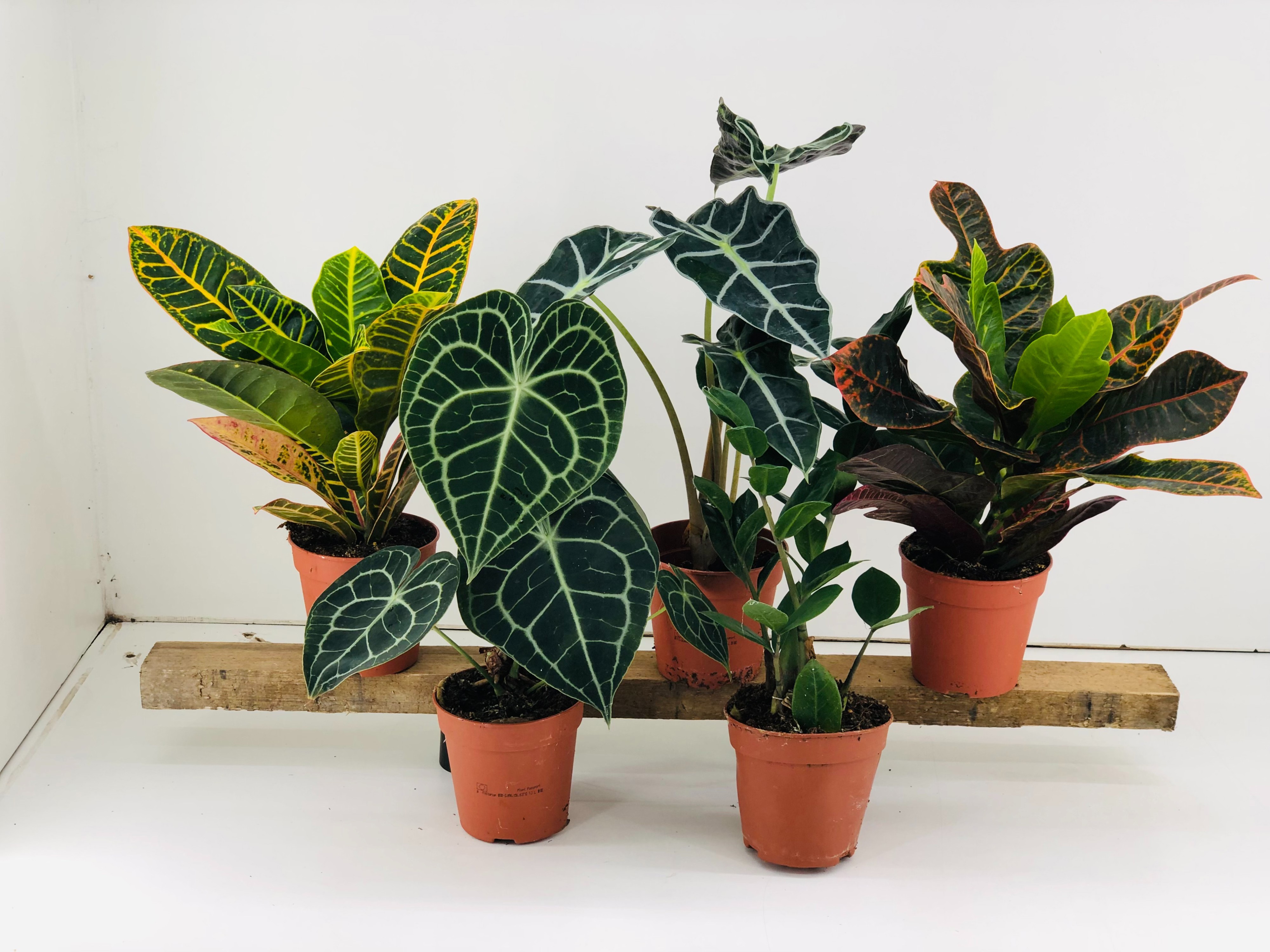 Groene planten mix P12, D 12