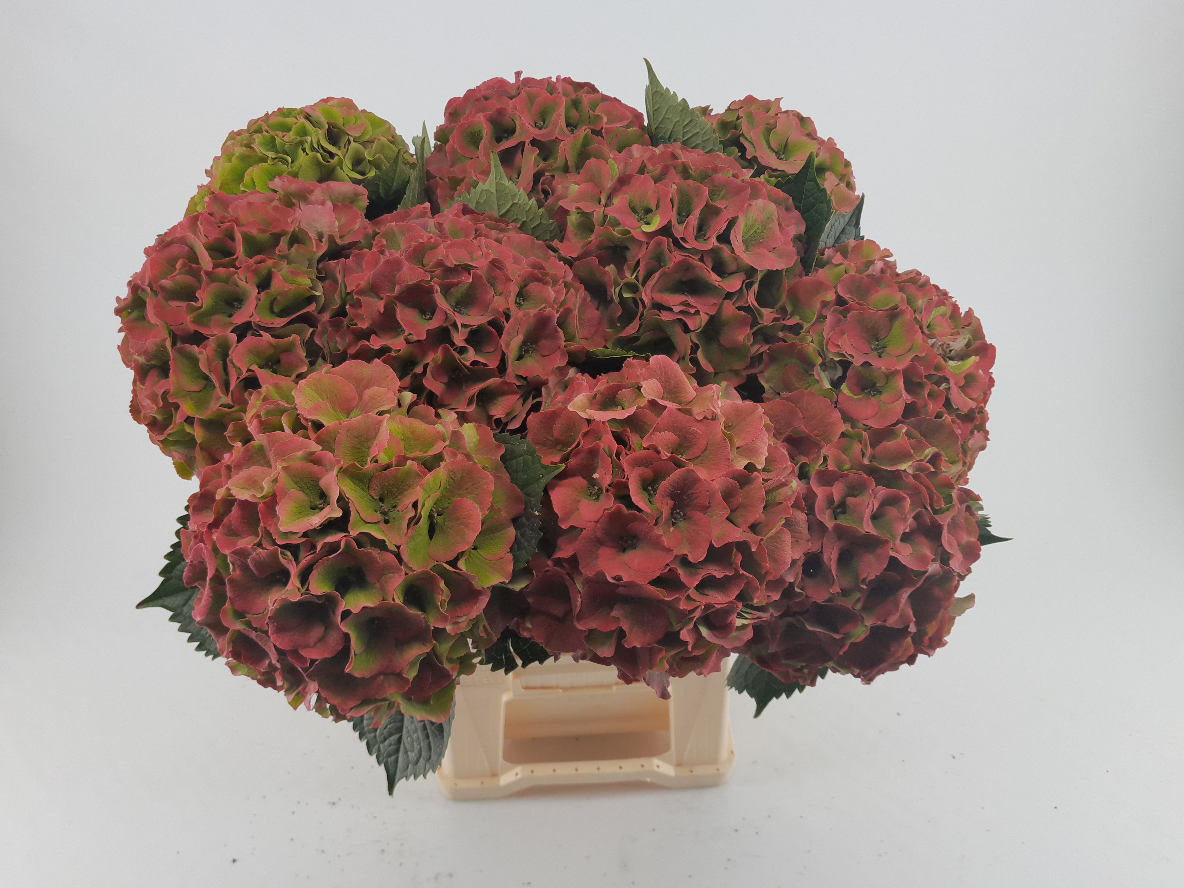 Гортензия Роял Пэлас Классик 60, шт.