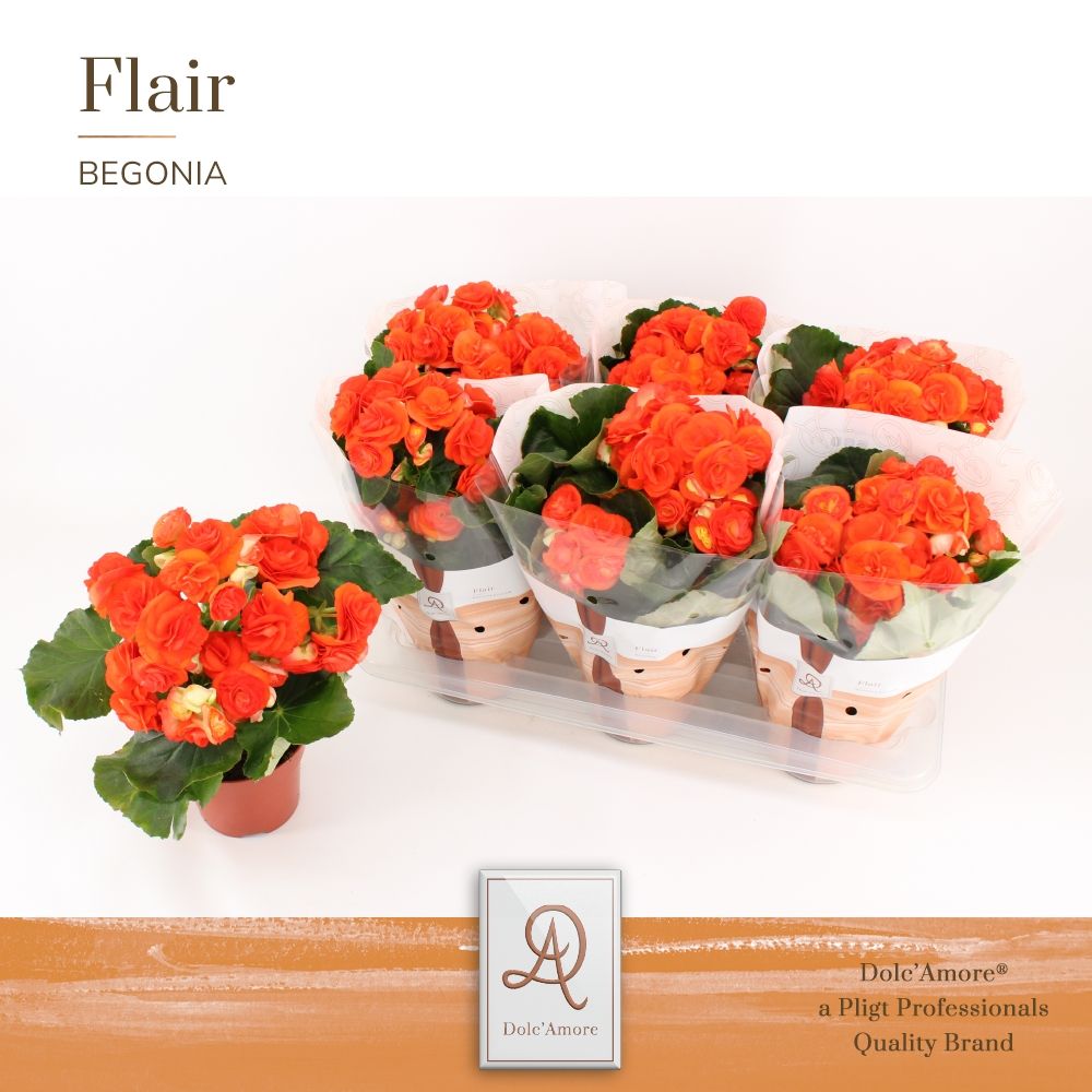 Begonia Reina P14 Dolc'Amore® Flair, D 14