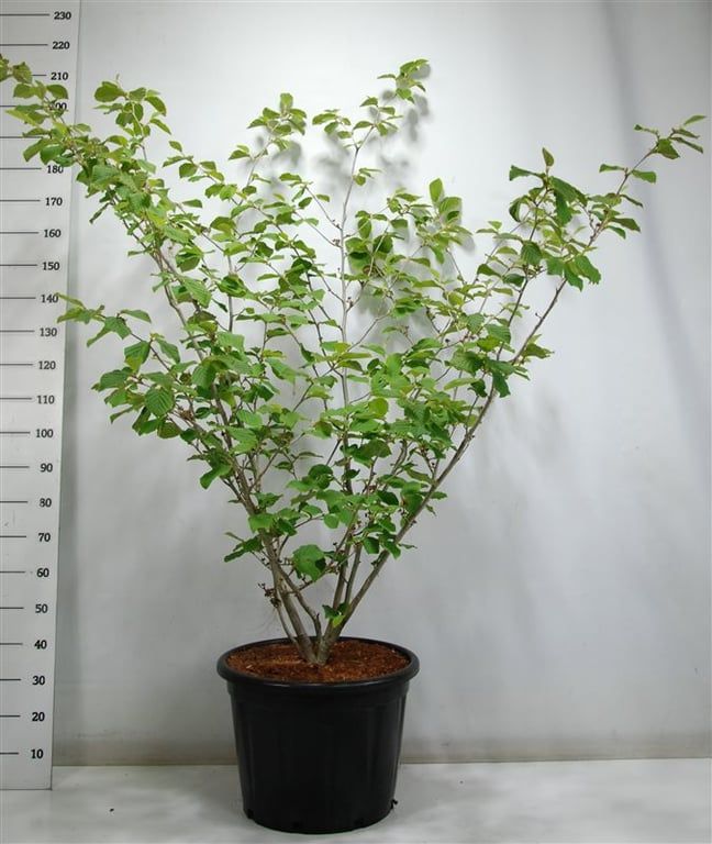 Hamamelis int. 'Westerstede', D 48