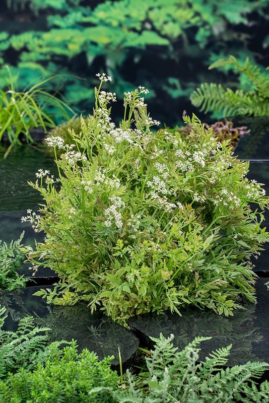 Oenanthe fist. 'Flam.' (18x18), D 18