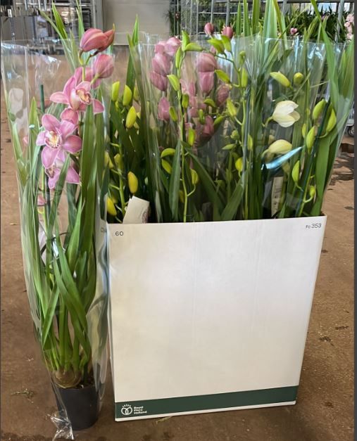 Cymbidium groot bloemig mix 2-3 tak, D 14