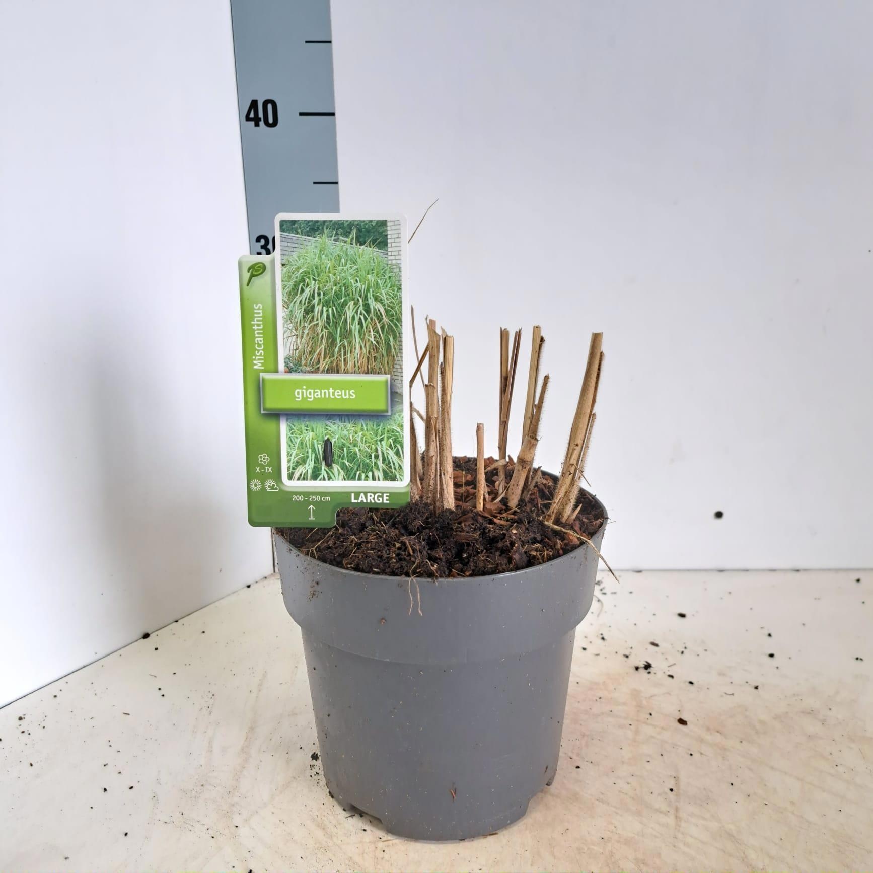 Miscanthus sin. 'Giganteus', D 19