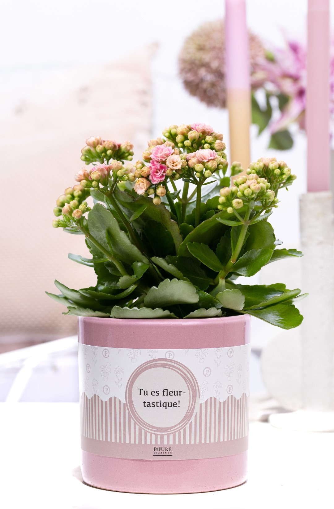 Kalanchoe pink in P&P cadeau concept: TU ES FLEURTASTIQUE!, D 12