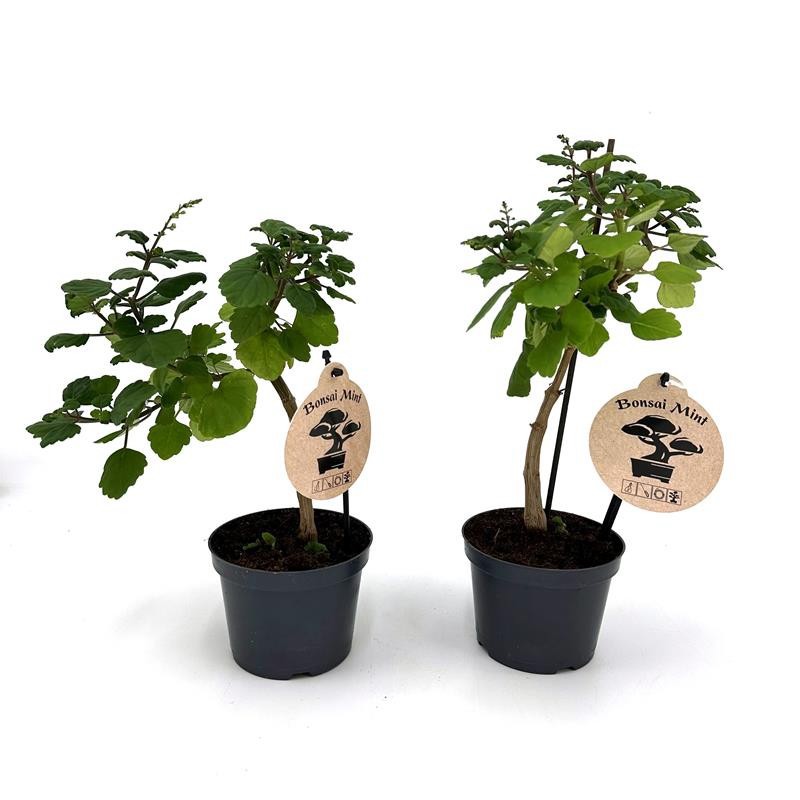 PLECTRANTHUS ERNSTII 'Bonsai mint', D 12 cm