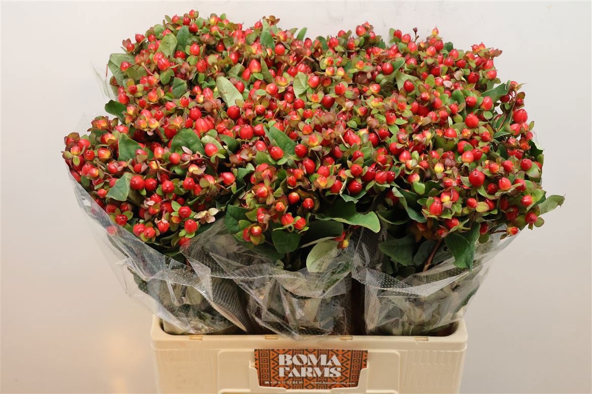 Гипперикум Мэджикал Триумф 60 (красн.), шт.