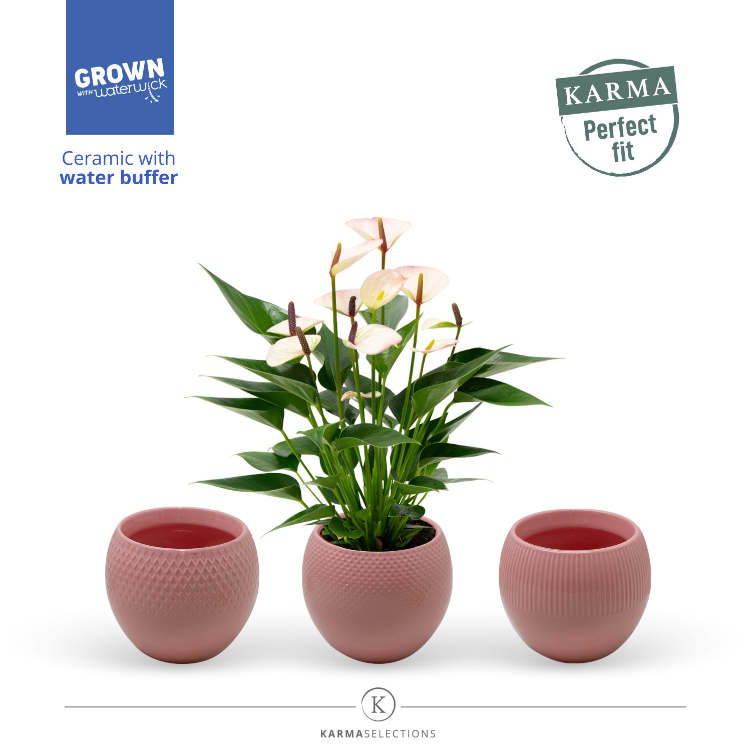 Mimesis Anthurium KARMA Lipa Mini - Bolivia Pink, D 12 cm