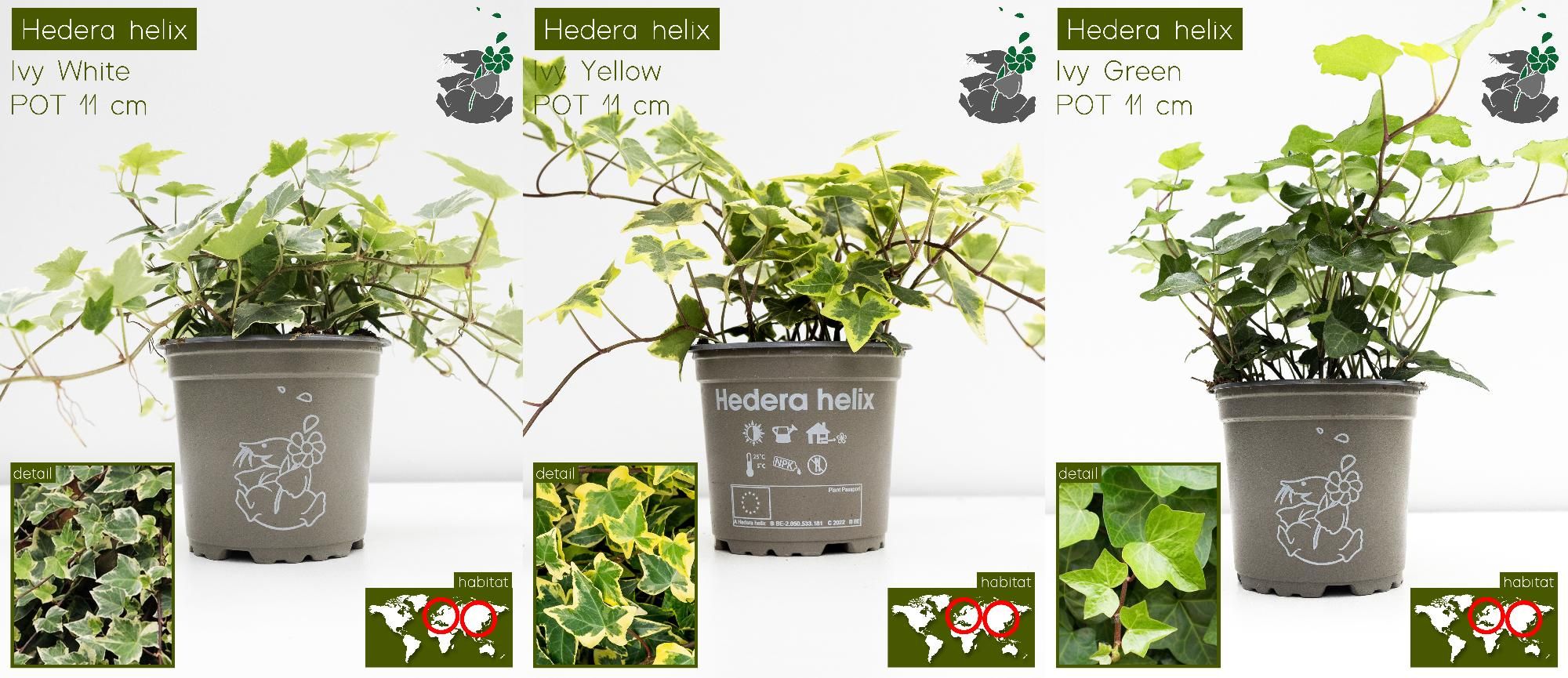 Hedera Helix Assortiment P11, D 11