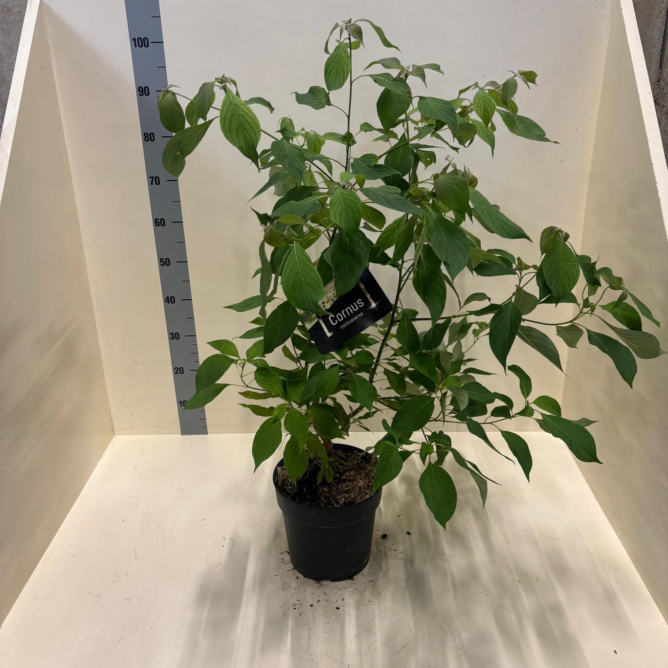 Cornus controversa, D 24 cm
