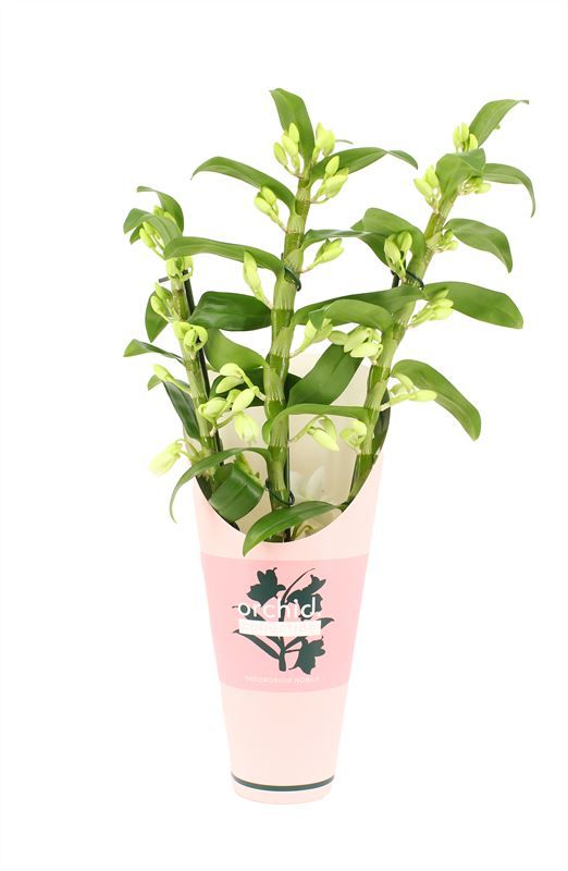 Potcover p12 orchid collection Dendr Nobile Apollon 3T24+tros regular, D 12 cm