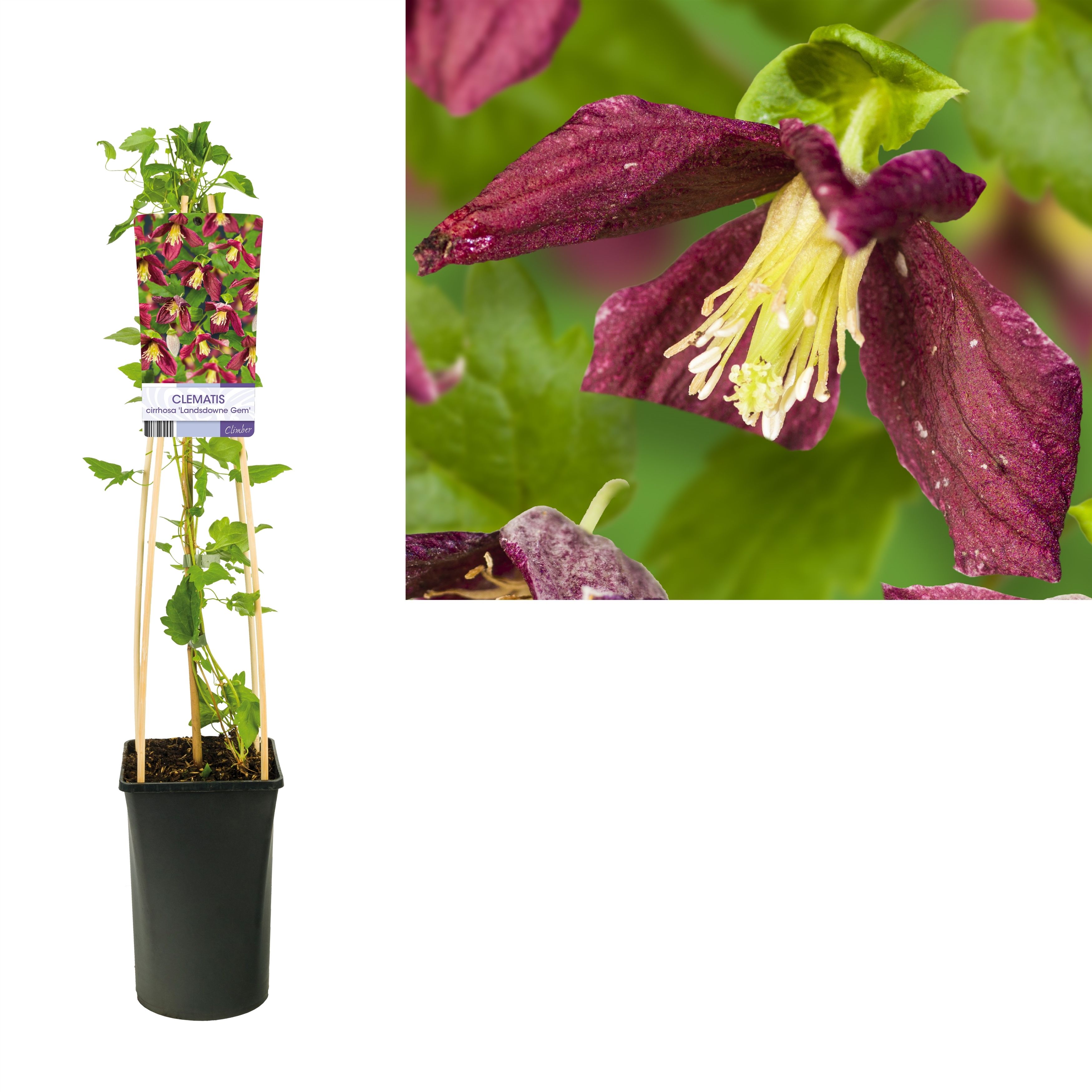 Clematis cirrhosa 'Landsdowne Gem' +light label, D 17