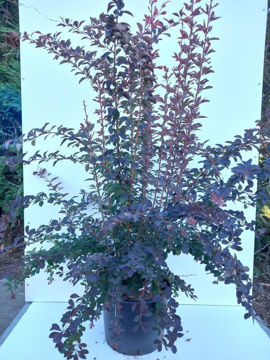 Berberis ott. 'Auricoma', D 40