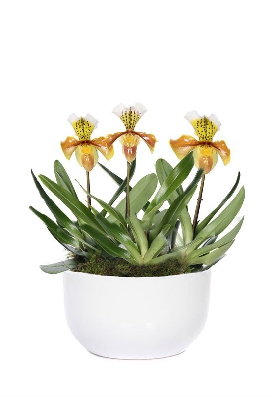 Schaal Lynn 26 cm white Paphiopedilum USA hybride 3bl ( 3 p.p.), D 26 cm