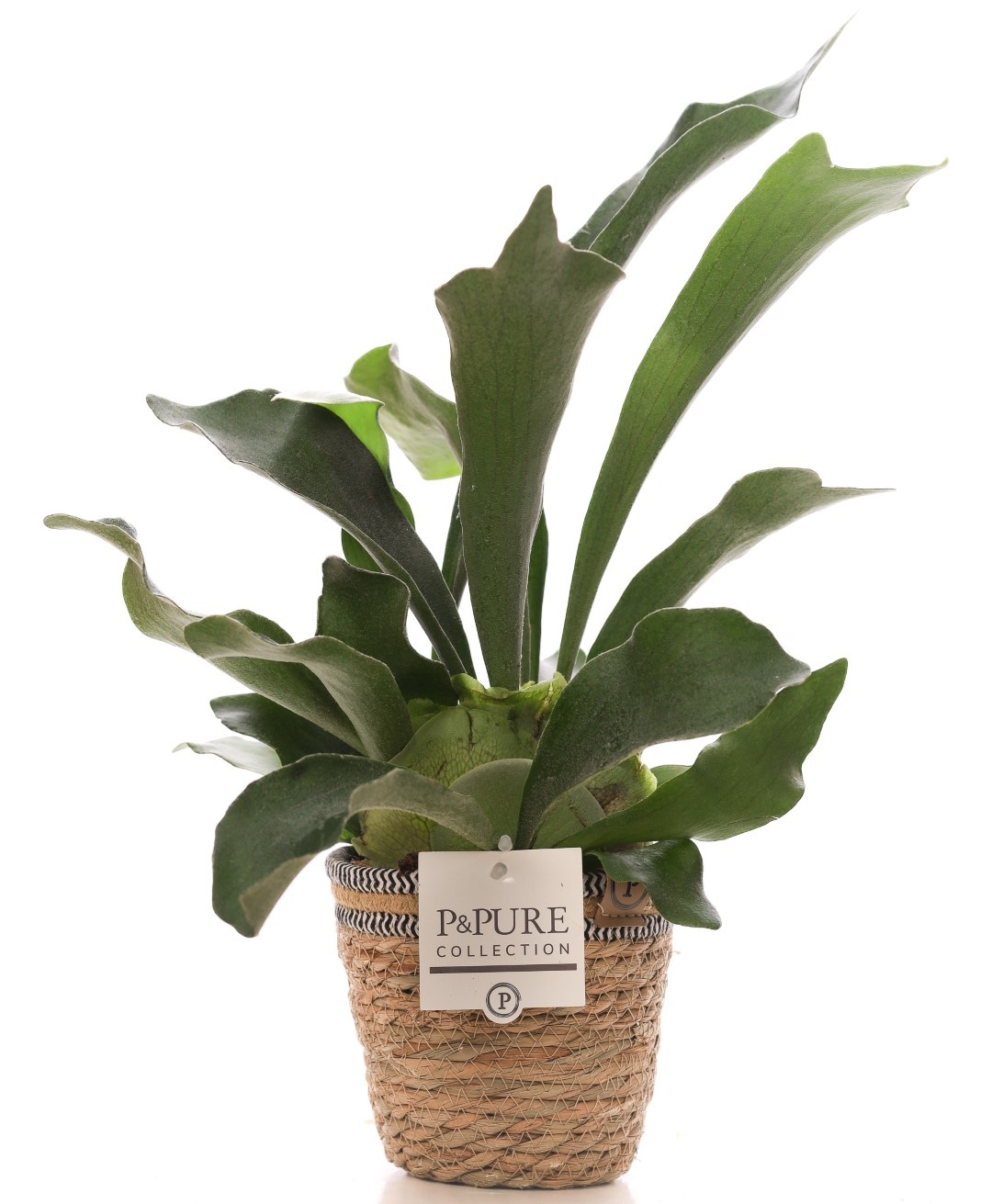 Platycerium Bif. in P&PURE Basket 6, D 12