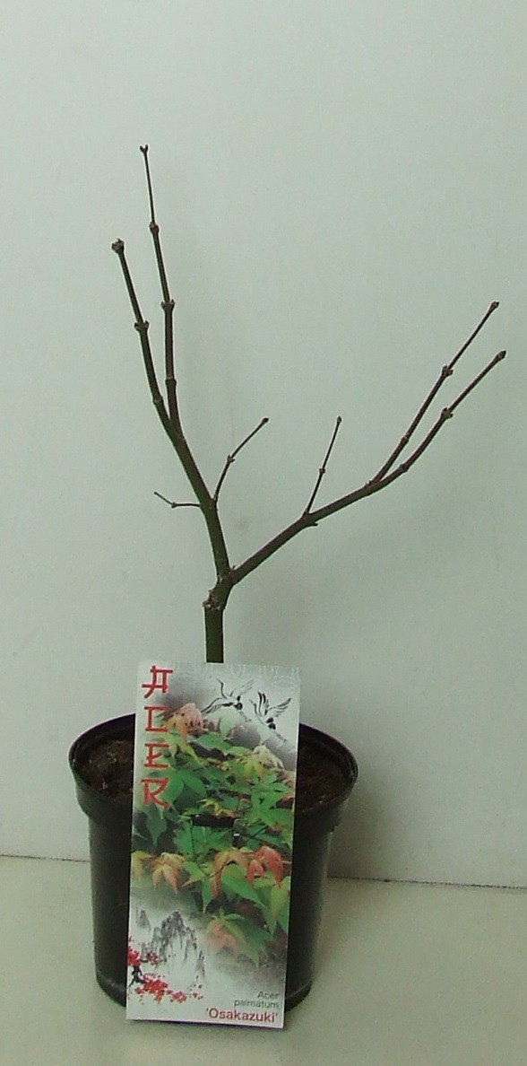 Acer palmatum 'Osakazuki' P19, D 19