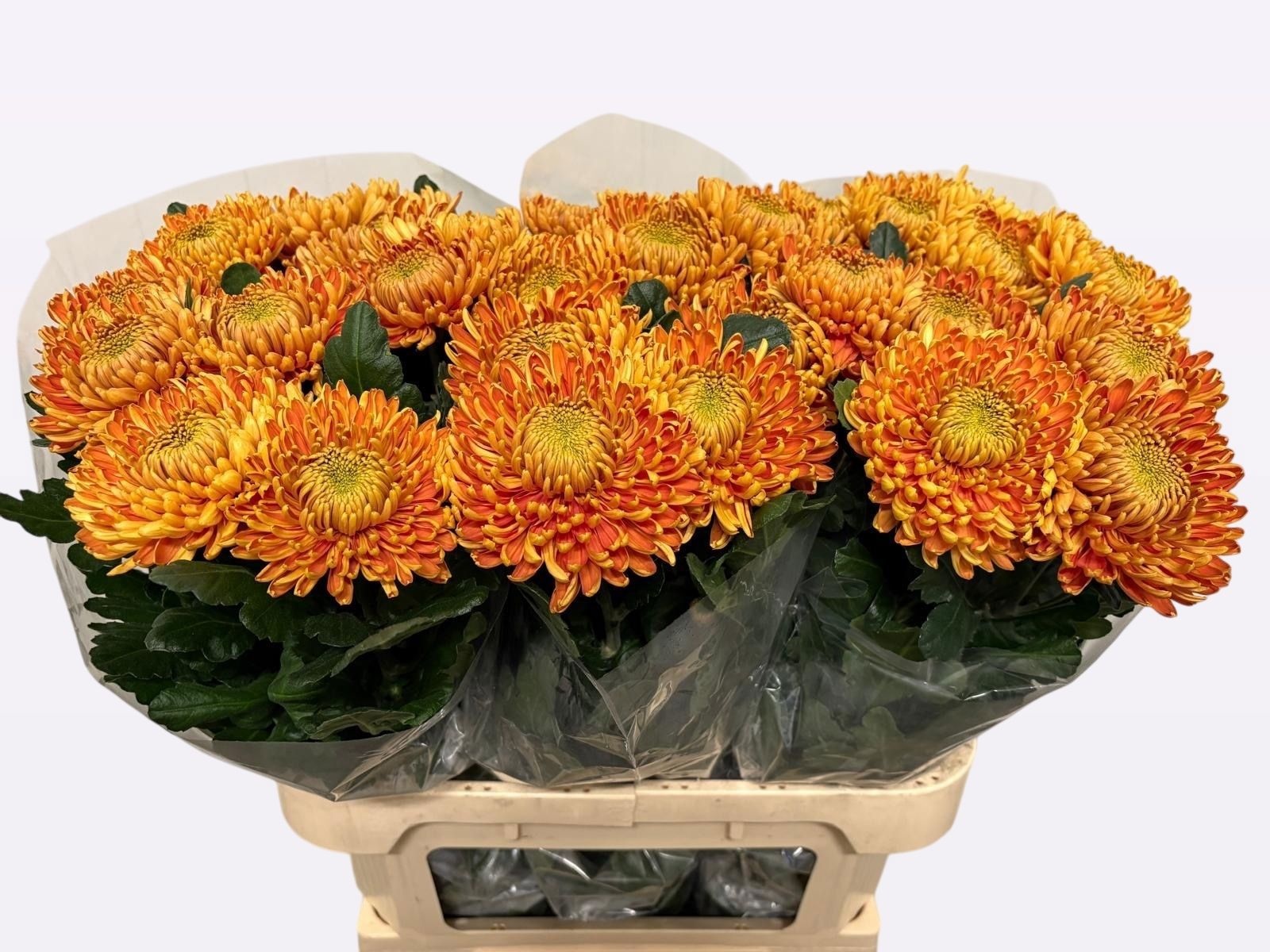 Хризантема од. Астро 80, шт.