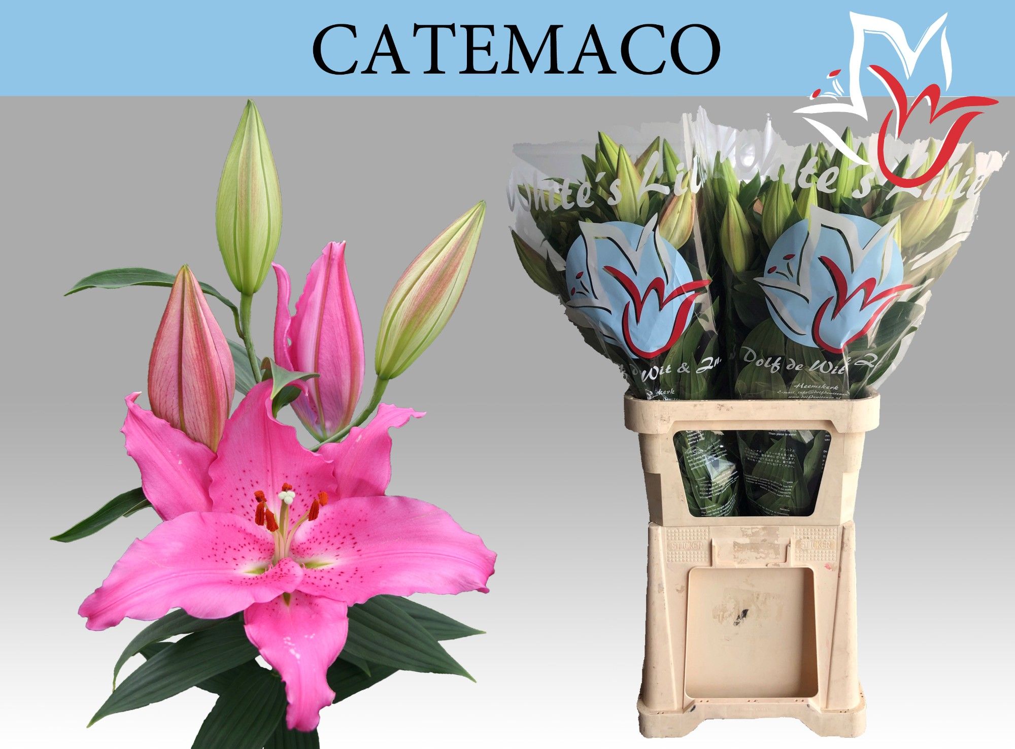 Лилия Катемако 90 (роз.), шт. Лилия Катемако 90 (роз.), шт.