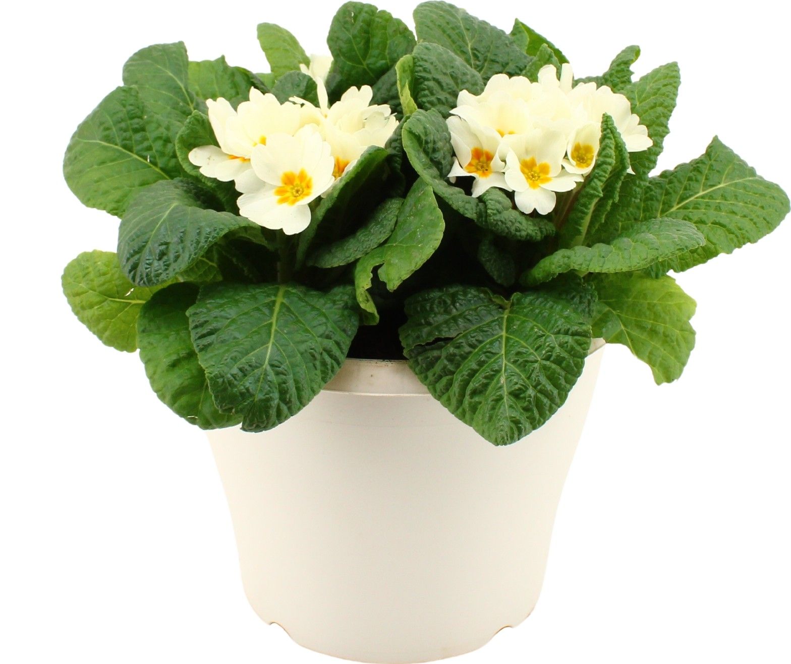 Primula Acaulis in Wit 19 cm patio pot, D 19