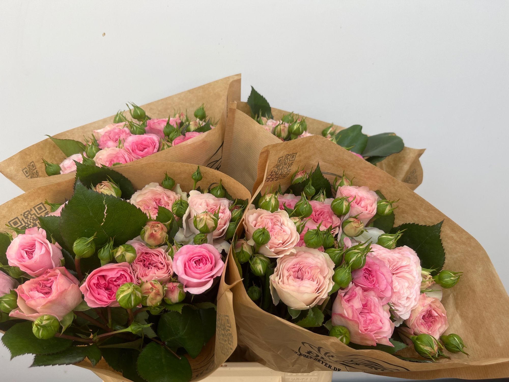 Роза куст. Мариатереза 40, шт.