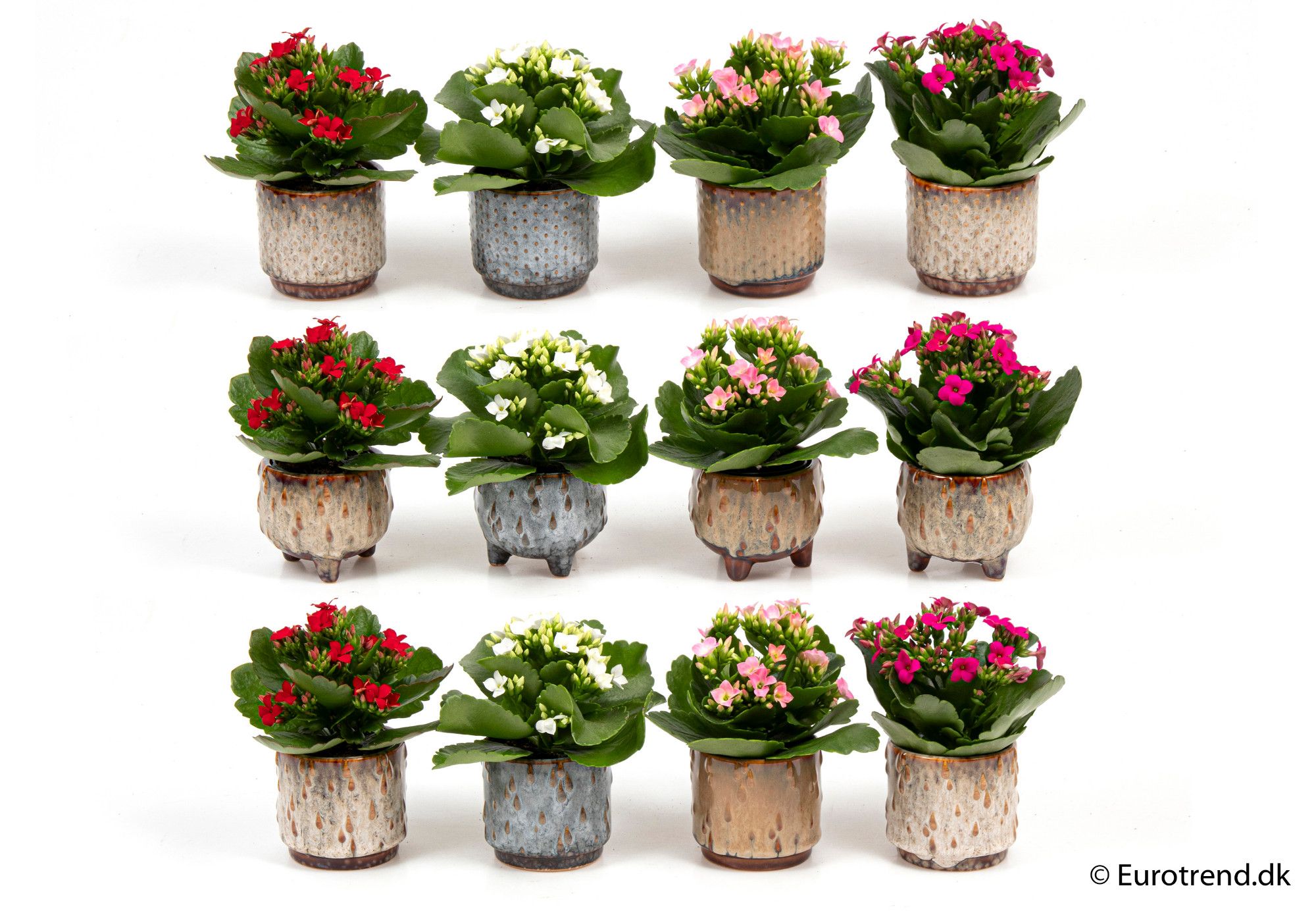 Kalanchoe in ceramic - New Look 2025, D 6