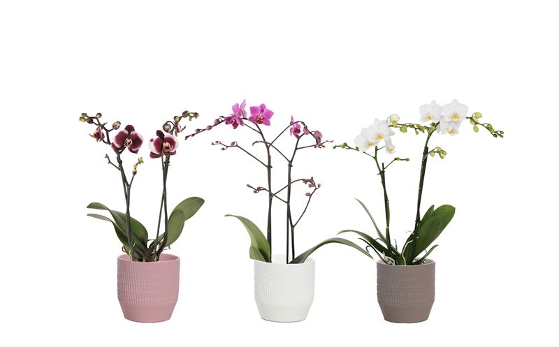 Tirza p12 scores mix Phal multiflower mix 2T22+, D 12 cm