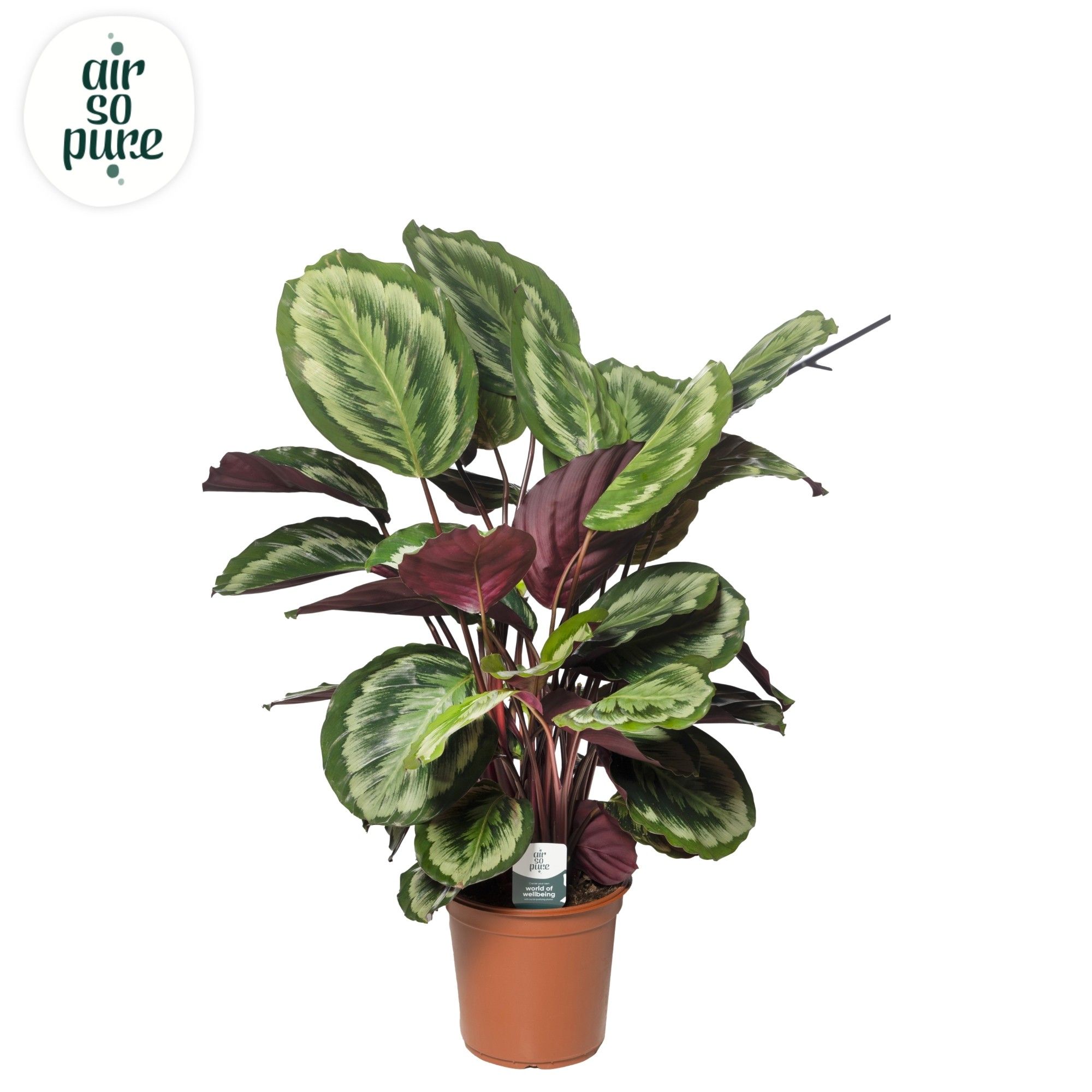 Calathea Misty Air so Pure, D 24