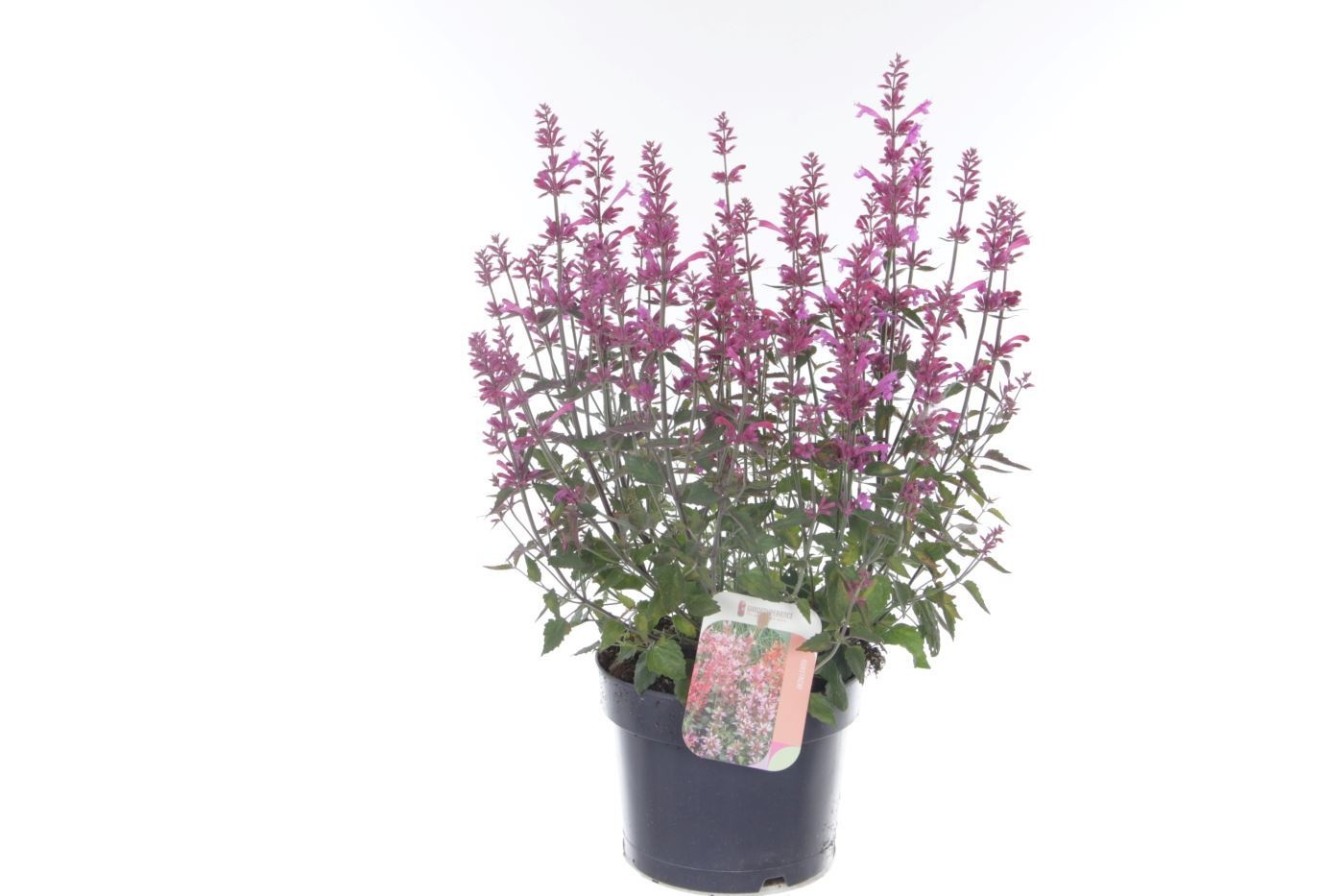Agastache mexicana Summerlong Purple, D 17