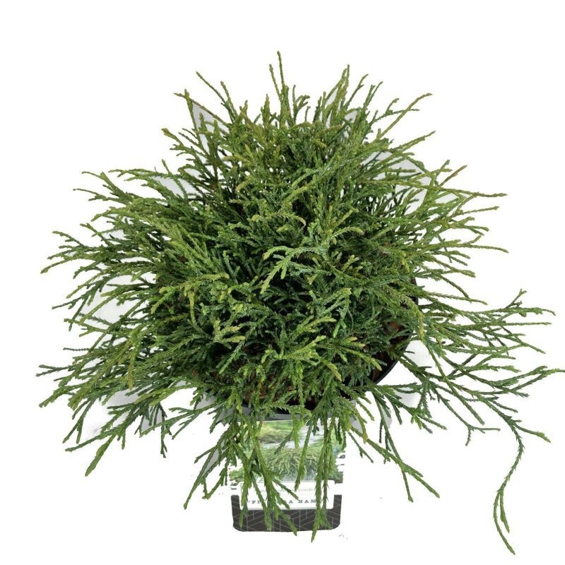 Chamaecyparis p. 'Filifera Nana', D 18