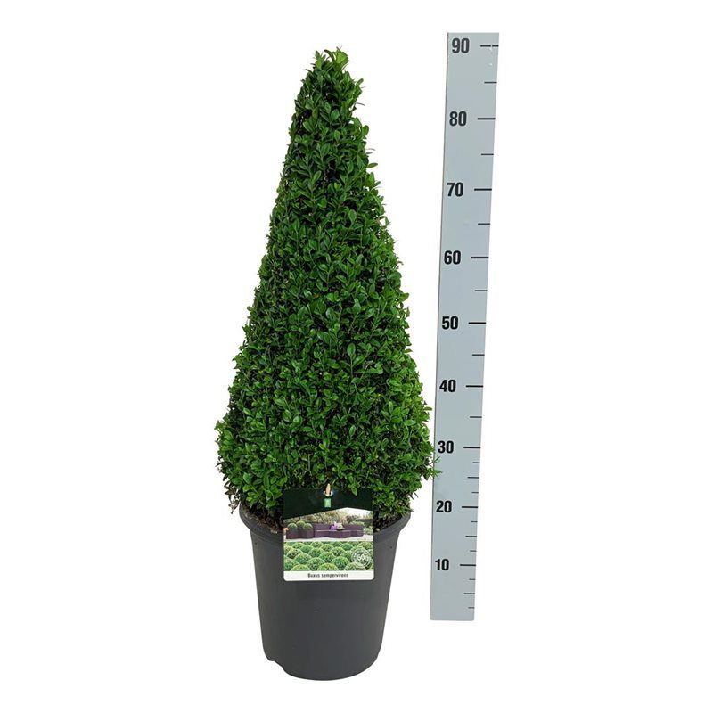 Buxus sempervirens, D 26