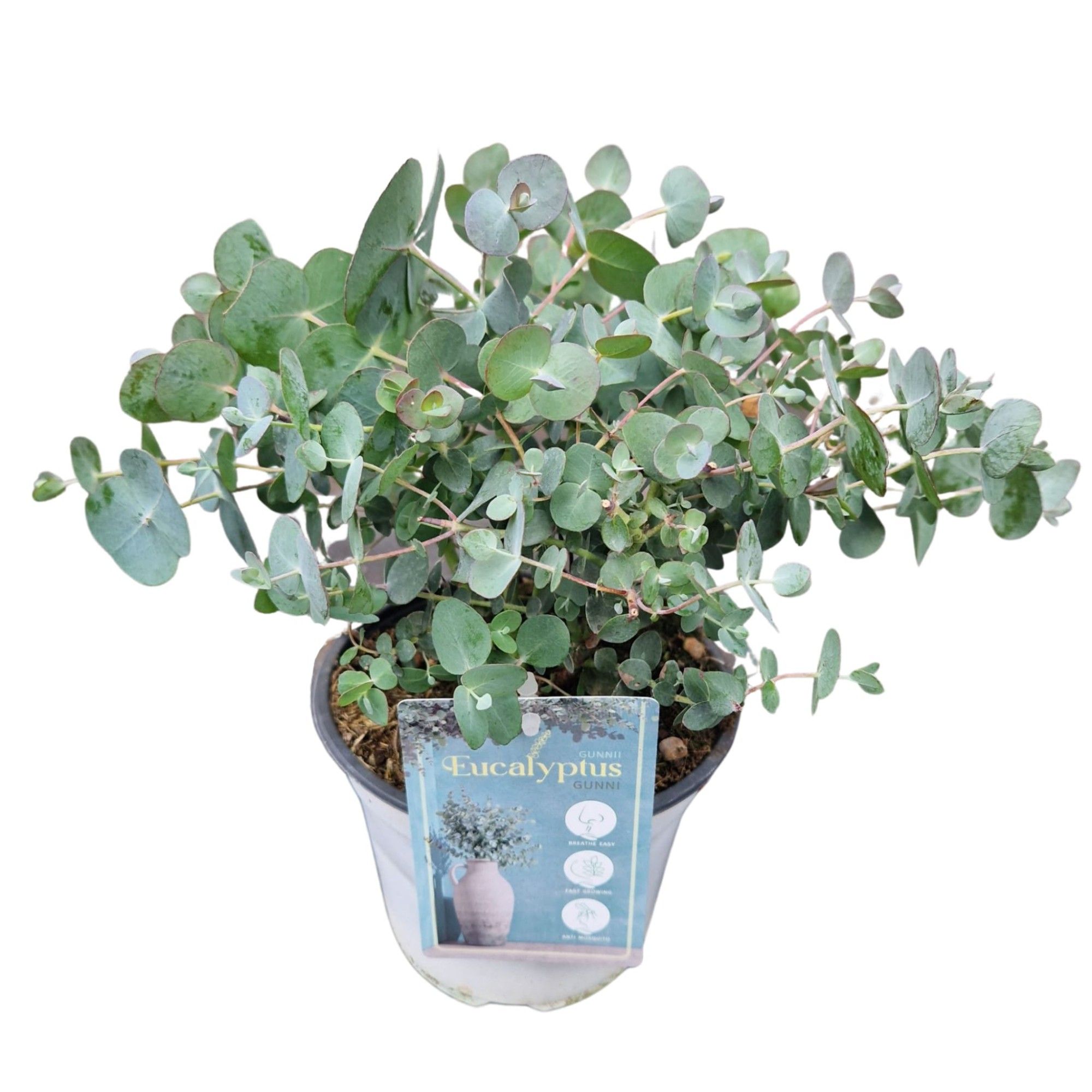 Eucalyptus Gunnii, D 14